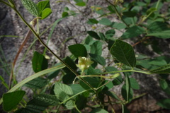 Rhynchosia rufescens